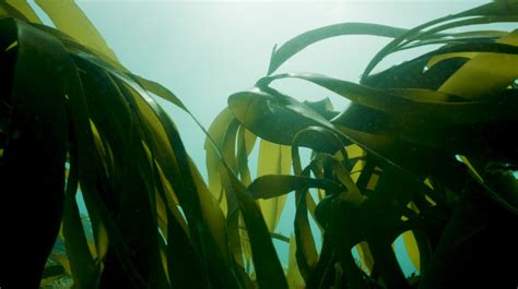 The Deep Connection Between Doheny's Kelp and Indigenous Cultures